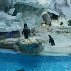 Emperor Penguin All Day Dining User Photo