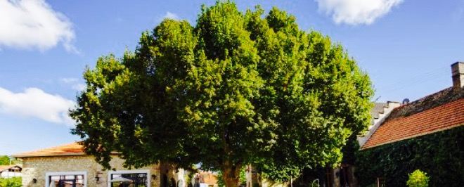 Weingut Bremer