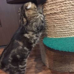 Cat 'n' A Cup Cat Cafe張用戶圖片