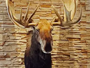 Moose Lounge