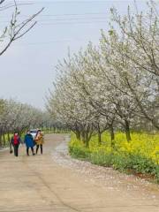 岳陽櫻花園