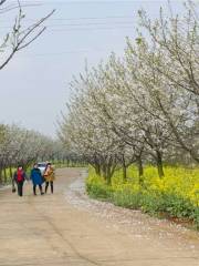 Yueyang Cherry Blossom Garden