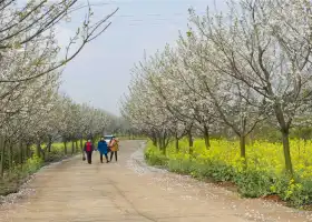 Yueyang Cherry Blossom Garden
