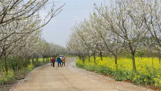 岳陽櫻花園