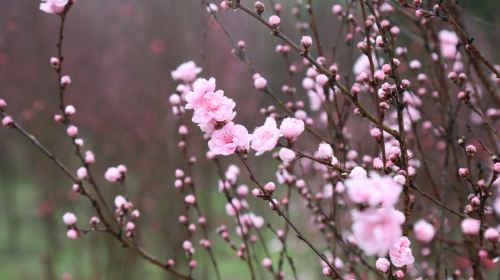 Hongquan Peach Blossom  Valley