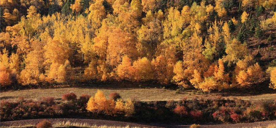 Fall Viewing Attractions
