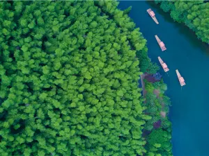 Nanshan Bamboo Sea