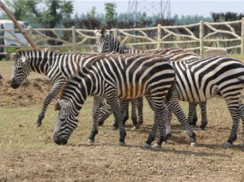 Suzhou Wildlife Park