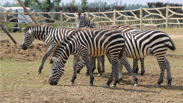 Suzhou Wildlife Park