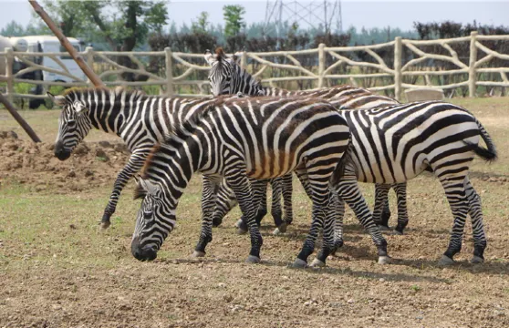 宿州野生動物園門票小童