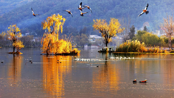 Bird Watching in Xichang