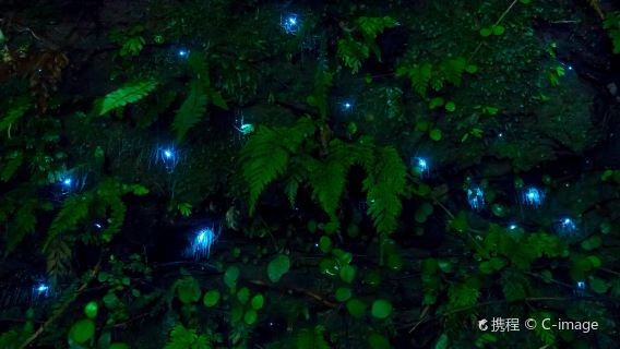 Waitomo CavesTours