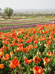 Luoyang Sea of Colorful Flowers