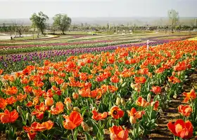 Luoyang Sea of Colorful Flowers