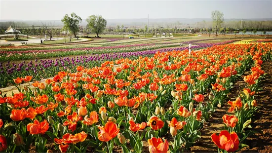 Luoyang Sea of Colorful Flowers