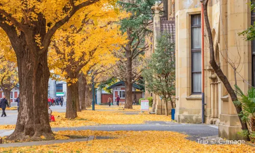 Ginkgo Trees in Tokyo