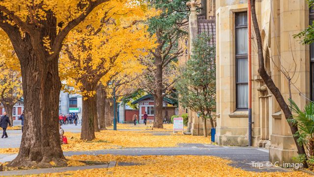 Ginkgo Viewing in Tokyo