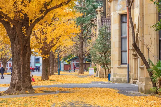 Ginkgo Trees in Tokyo