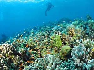Sipadan Diving Reserve