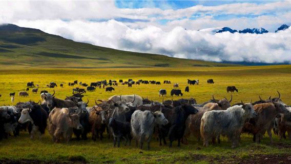 Wenjia Ranch