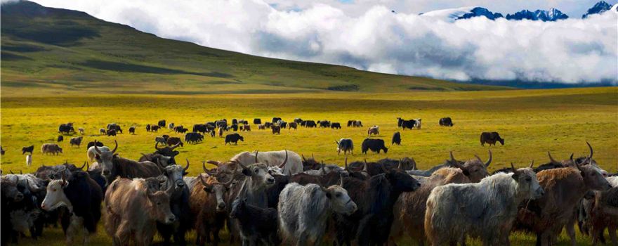 Wenjia Pasture