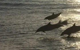 Whale Watching Experience in Hualien