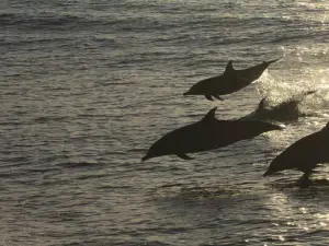 Whale Watching Experience in Hualien