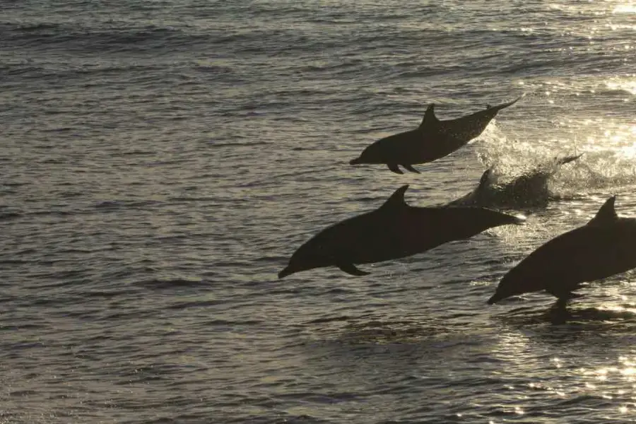 Whale Watching Experience in Hualien