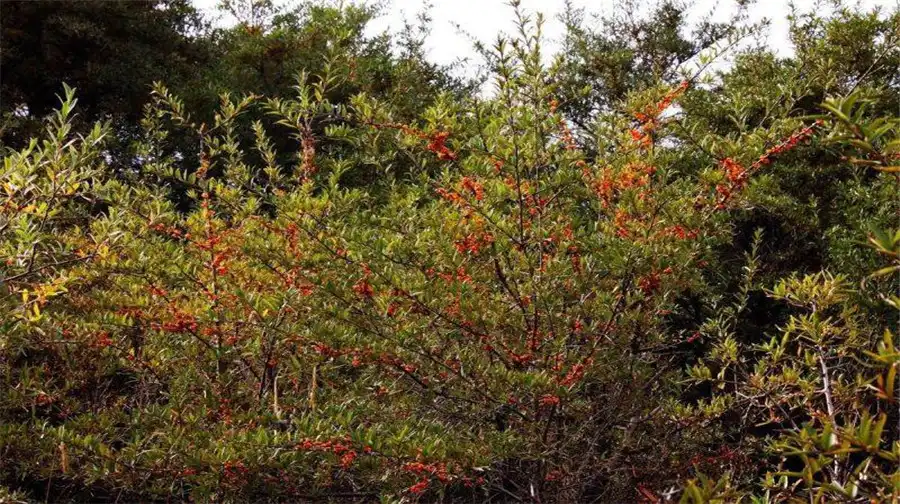 3_Seabuckthorn Forest Wetland Park Scenic Area