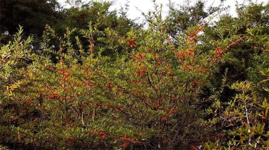 3_Seabuckthorn Forest Wetland Park Scenic Area