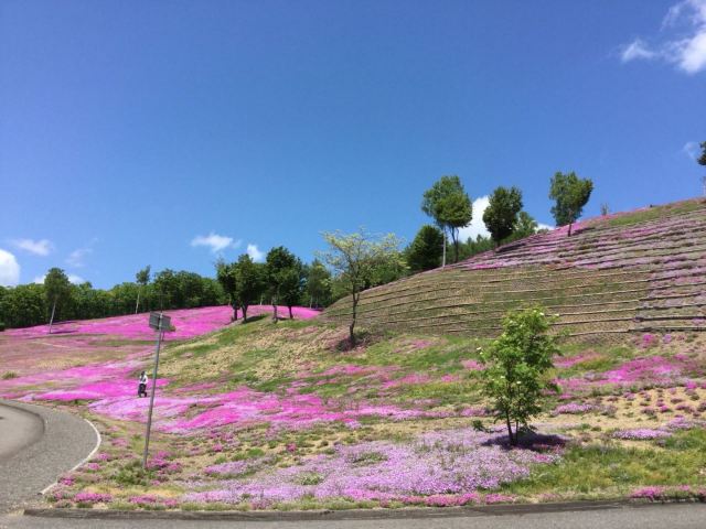 Shibazakura Takinoue Park