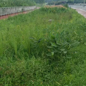 虎頭埤風景區