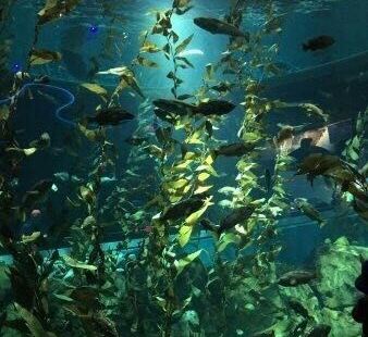我们在 Ripley&#39;&#39;s Aquarium