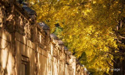 Ginkgo Viewing in Beijing
