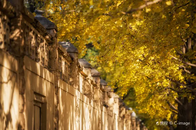 การชมดอกแปะก๊วยที่ปักกิ่ง