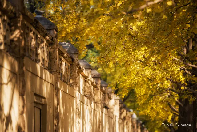 Ginkgo Viewing in Beijing