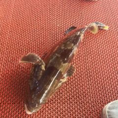熊兄弟海鲜楼 User Photo