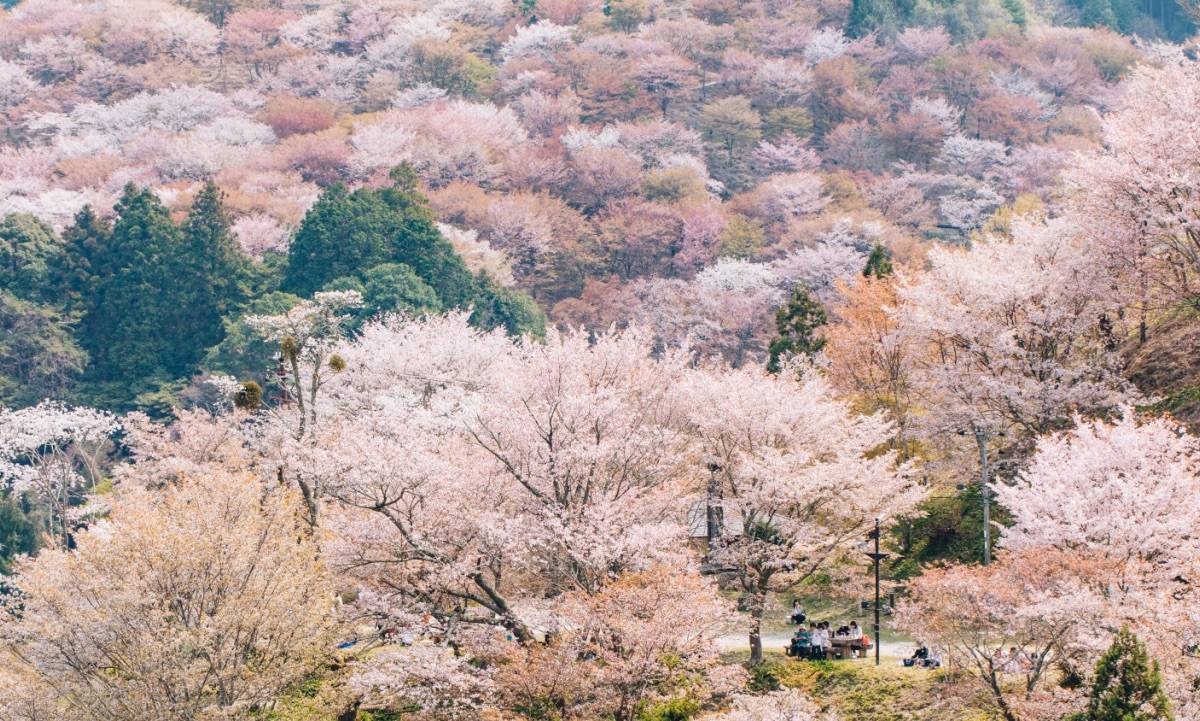 日本大阪+京都+奈良+吉野山+東大寺+奈良公園一日遊