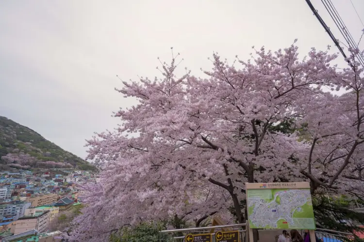 釜山の人気春旅におすすめ