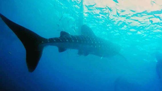 Osservazione degli squali balena a Oslob e esplorazione del fiume Aguinid Falls