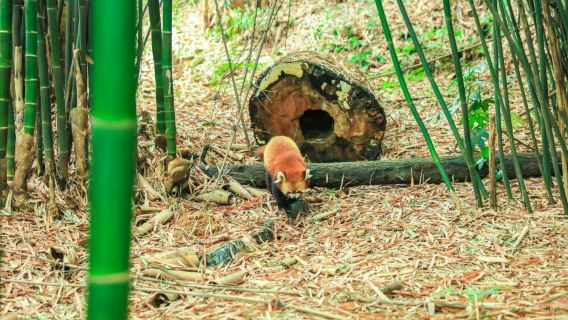 熊貓基地1.5-2H導覽講解+入場門票【蜀小匠趣講萌寶1天4場+藍牙耳麥·不走冤枉路·快人一步看熊】