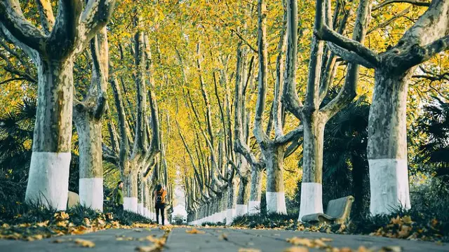 Sycamore Tree Viewing in Nanjing