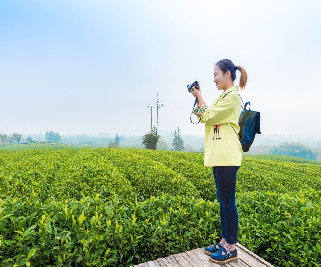 Riding Tea Garden on Damu Mountain