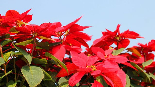 Chencun Flower World