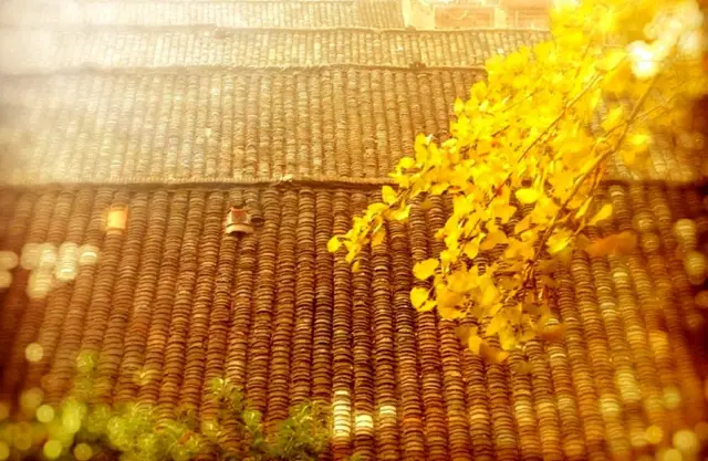 Ginkgo Viewing in Shaoguan