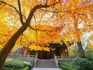 Nanjing Maple Leaf Viewing
