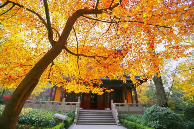 Maple Leaf Viewing in Nanjing