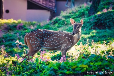 Kaudulla National Park
