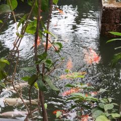 Malis Phnom Penh User Photo