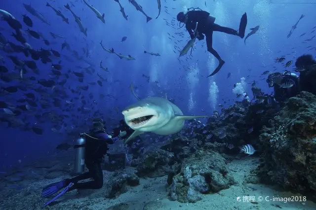 Scuba Diving in Fiji